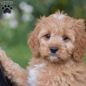 Jasper, Cavapoo Puppy